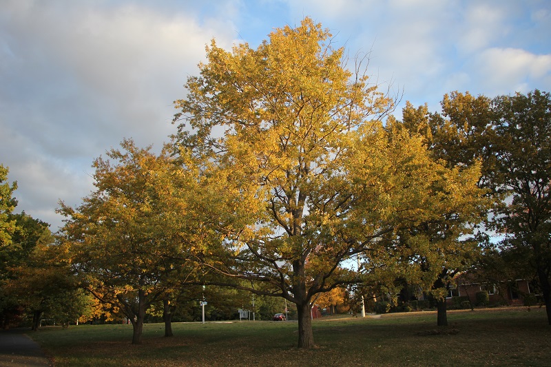 Beautiful trees, Canberra, Australia.