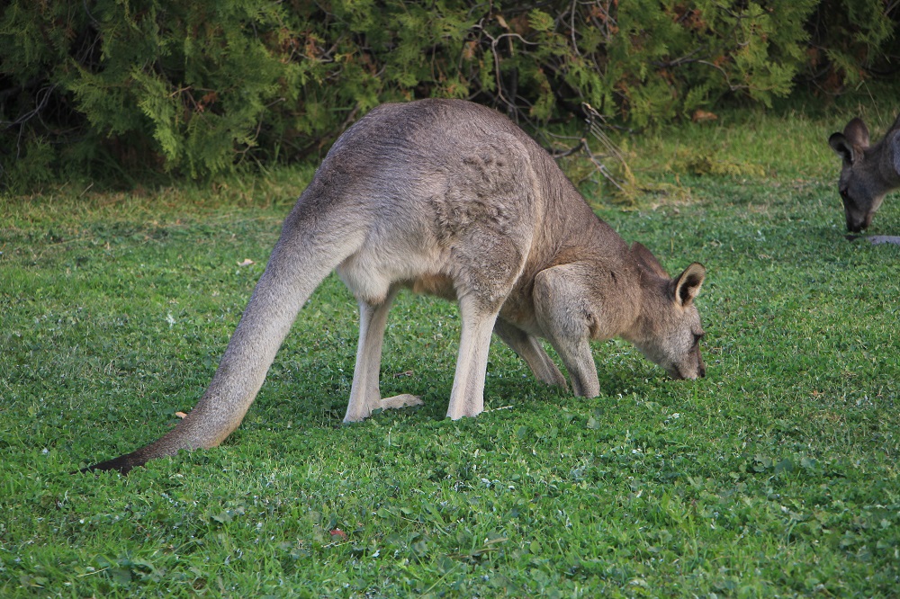 What does the kangaroo eat? Kangaroos are herbivores and they eat mostly grasses and shrubs.