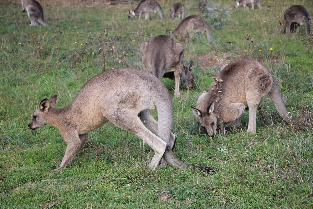 Lunch time? Kangaroos are very social, and often hang out in group called a mob. 