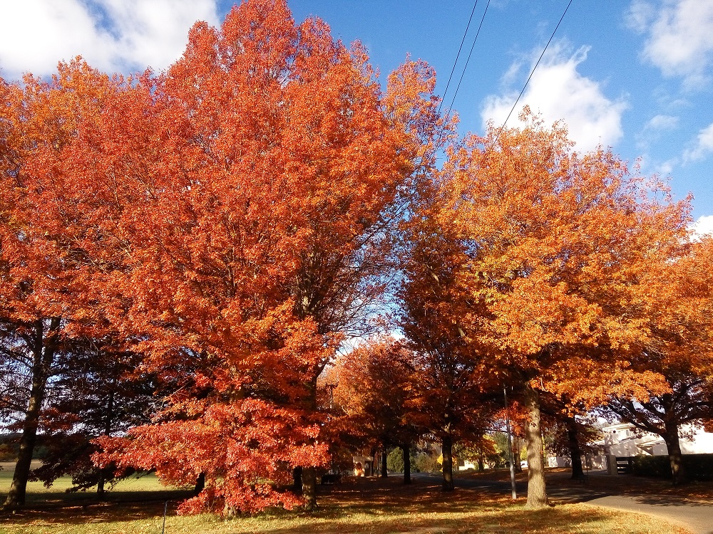 The beautiful trees – the park kept seducing me with its incredible amount of beauty. Loving Australia. 