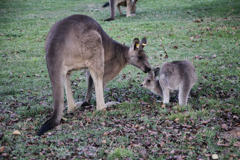 Mama's Love is the universal form of love. Well, even kangaroos seemed to know that.