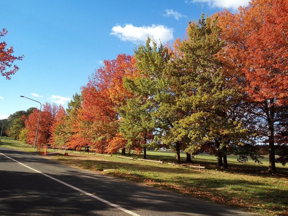 Scenery near the Weston Park – Canberra is full of beautiful trees.