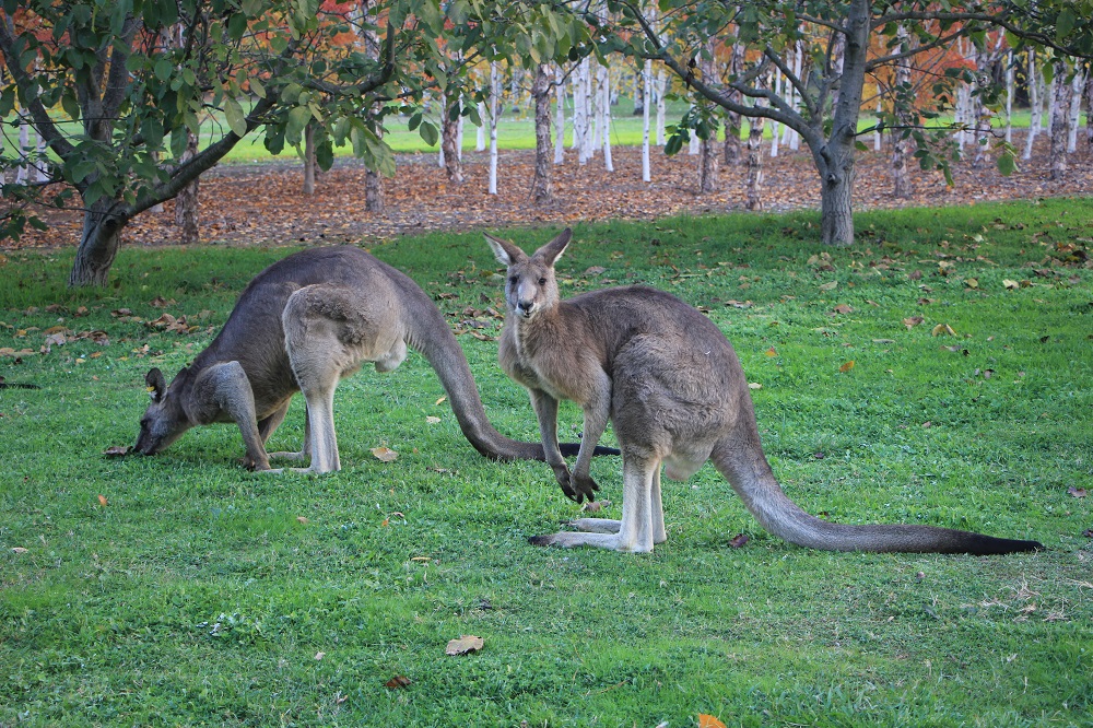 On high alert? They were busy with regular life, until they hear someone approaching. And then they look highly attentive.