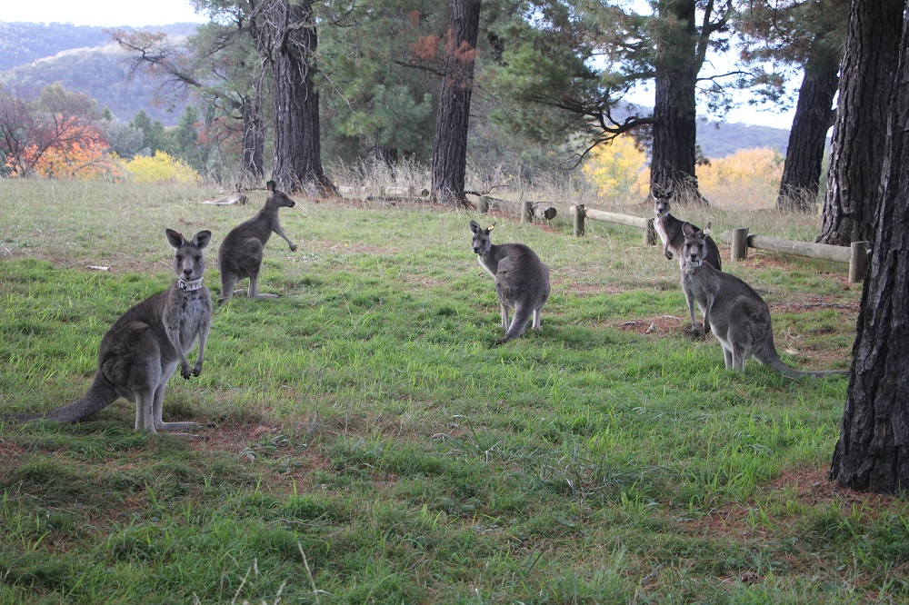 Cute and curious – my first kangaroo sight. They were all looking at me and I was a bit scared. 