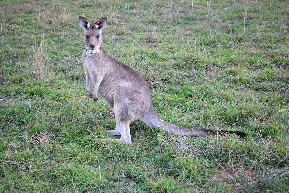 A mobile kangaroo posing for my camera? Well, thanks. Although you look to be single, you are cute – and do find a suitable mate soon. :)
