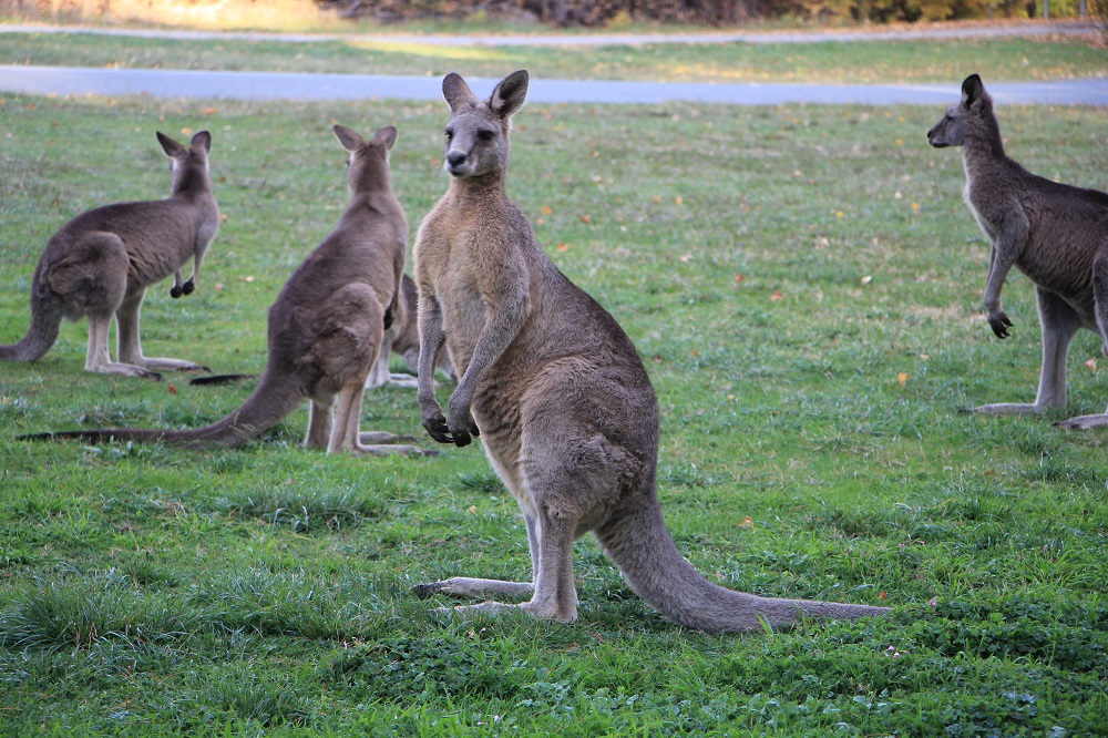 What’s up? They looked very attentive to my footsteps. 