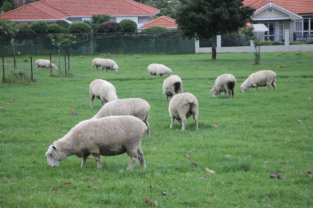 Sheep grazing on Cornwall park, Auckland.
