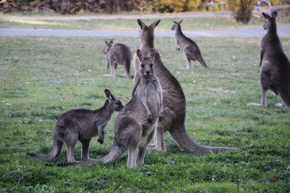 Kangaroos always looked attentive, and consistently made eye contacts. Nevertheless, I believe they were shy. Btw, what this guy is trying to say? I’m the best? :)