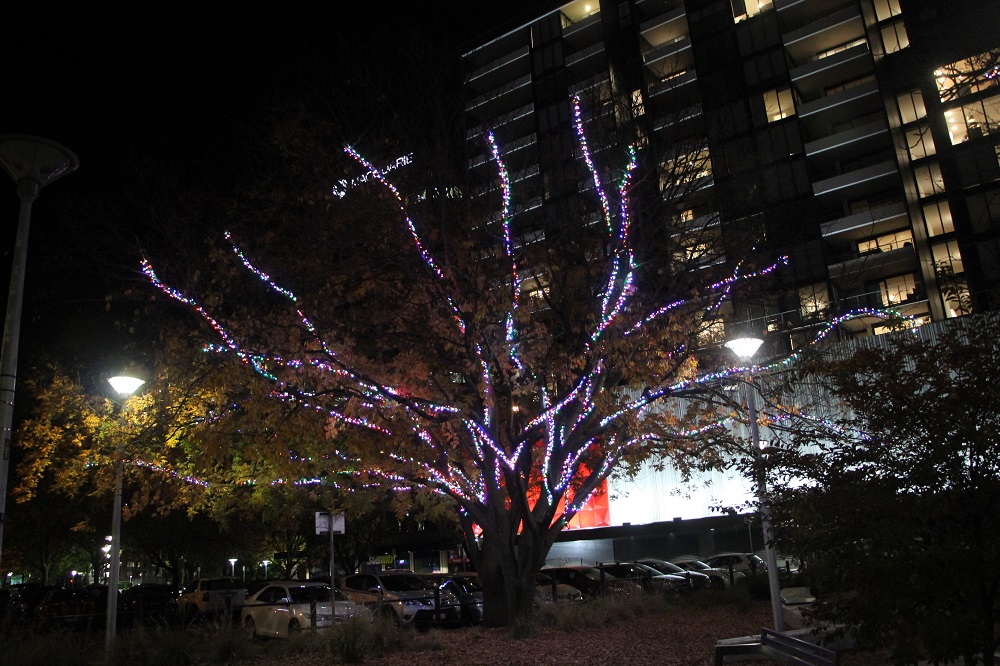 The illuminated tree at the Canberra City Centre!