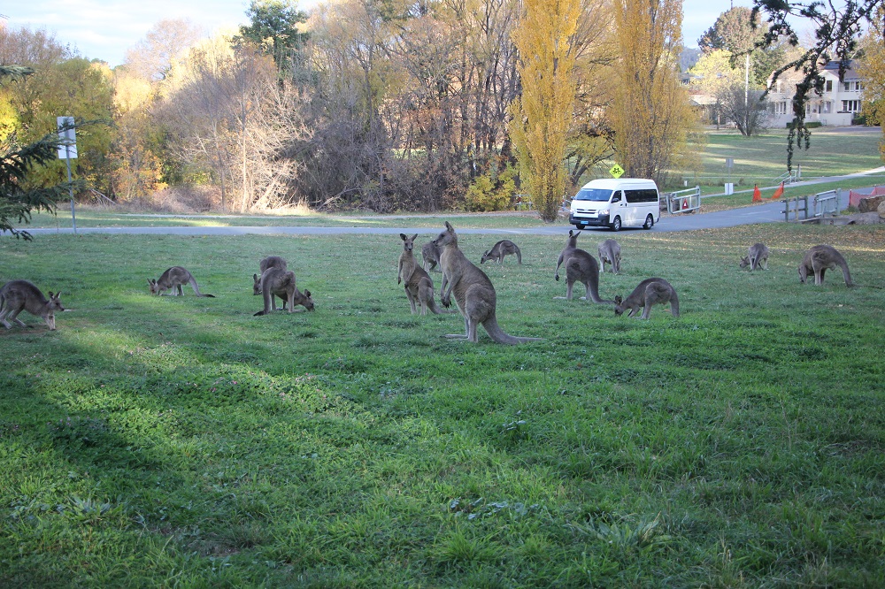 A herd of kangaroos (mob) – they seem to be quite social animal and live in groups. 