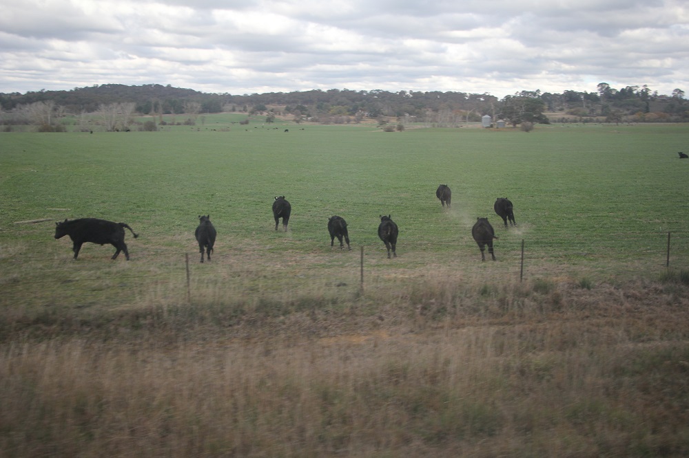 Wild Angus cattle – they were introduced in Australia in 1820s. They are also used for beef production.