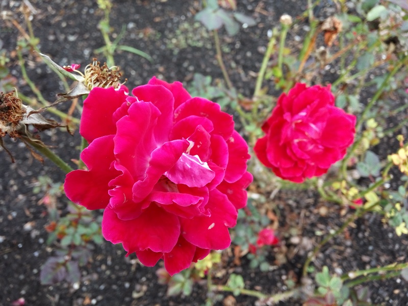 Lady Norwood Rose Garden, Wellington!