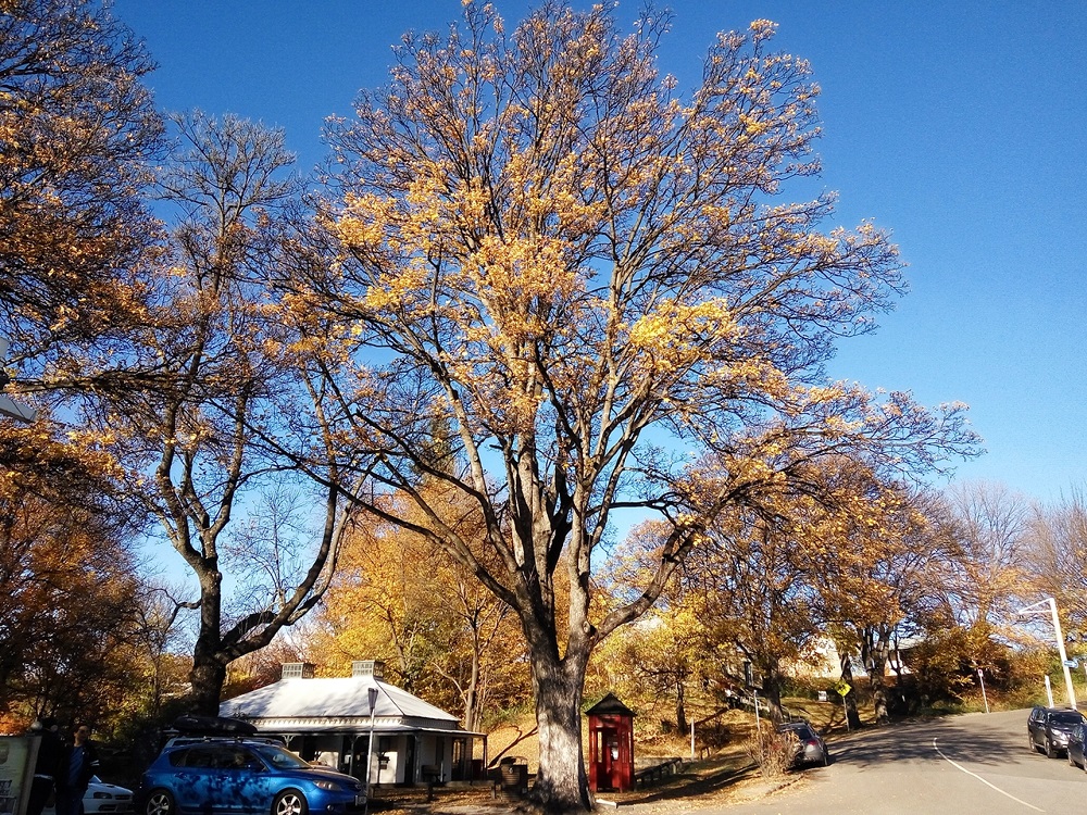 Arrowtown scenery in front of the Public Library. 