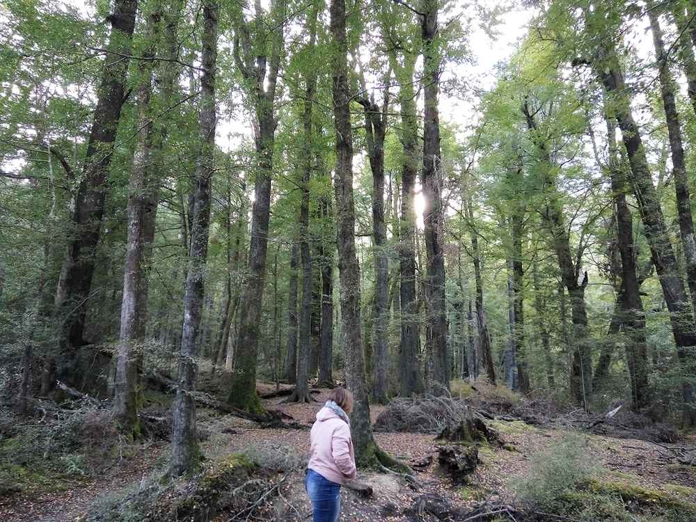 Paradise Glenorchy Lord of the Rings movie sites - The LOTR 1 –Lothlórien: Amon Hen.