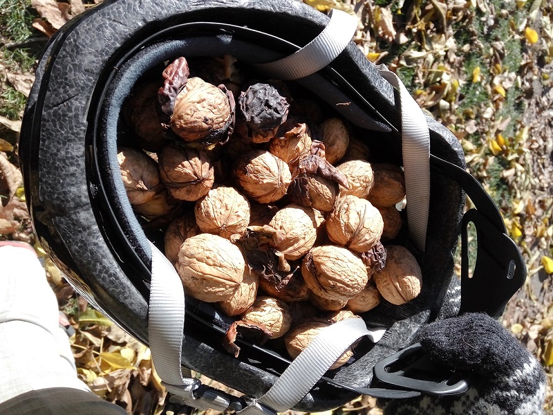 Delicious Arrowtown walnuts -Arrowtown New Zealand.