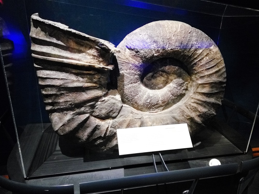 140 million year old fossil of a giant Ammonite at Te Papa Museum. 