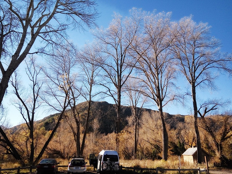 Beautiful trees in Arrowtown NZ.