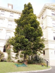 Kauri Tree (Māori name for the Agathis australis) planted in 1958 in front of the Victoria University Law School, Wellington. A Kauri tree can live for 2000 years, and grow up to 60 meters in height.
