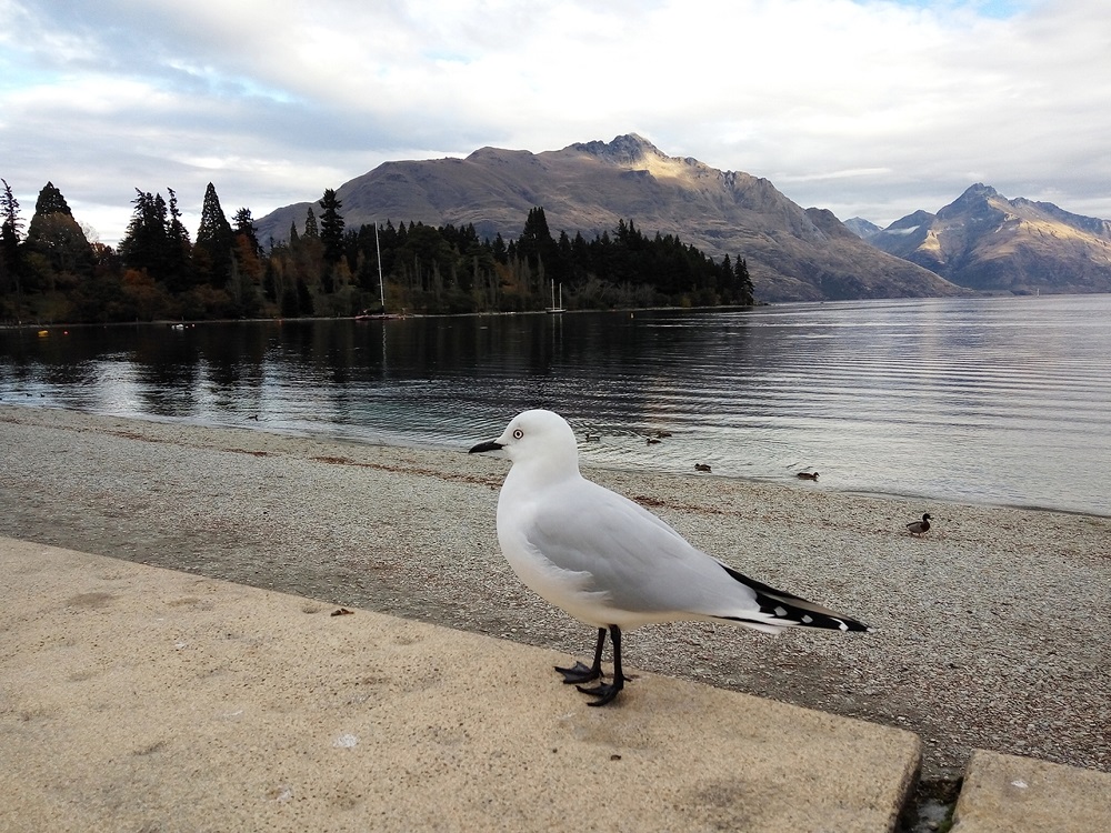 Black-billed seagull at Lake Wakatipu.