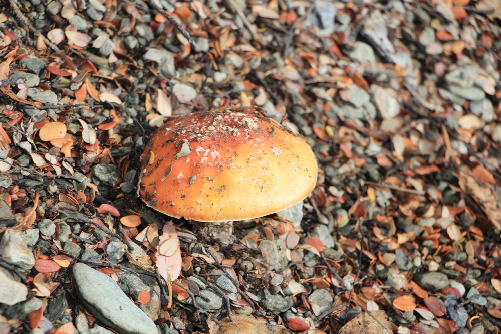 New Zealand’s poisonous mushrooms (Fly agaric).