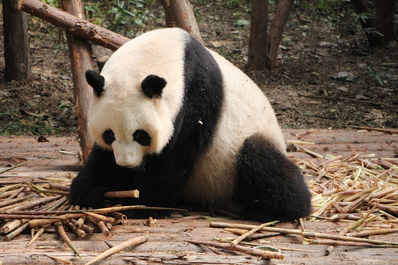 Panda - Chengdu Research Base of Giant Panda Breeding, Sichuan.