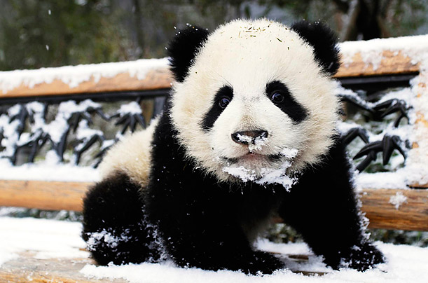 Cute panda playing with ice! Well Panda comes from Sichuan province of China. So why don’t we learn some Chinese language basics about Sichuan province? We will…