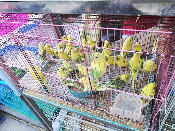 Parrots at Flower Market, Hefei, China.