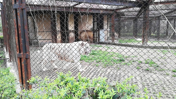 White tiger at Hefei Zoo.