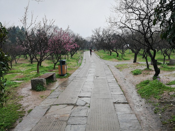 Plum blossom hill.