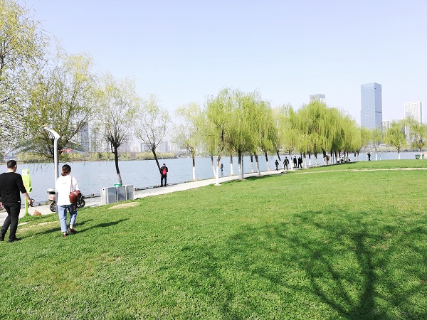 Swan lake and park, Hefei City, China. 