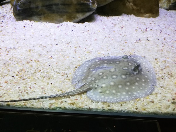 Freshwater stingrays at Hefei Sea World aquarium. 