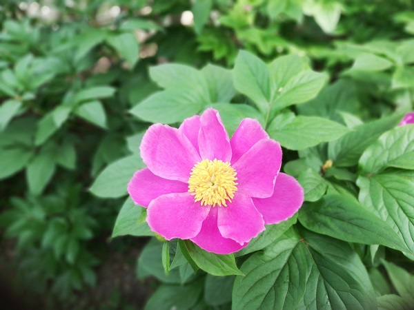 Flowers at the Wolf Hill.