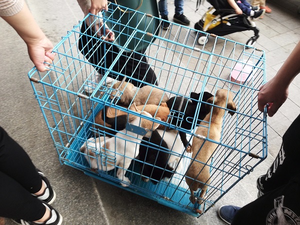 Cute Puppies in Nantong up for adoption.