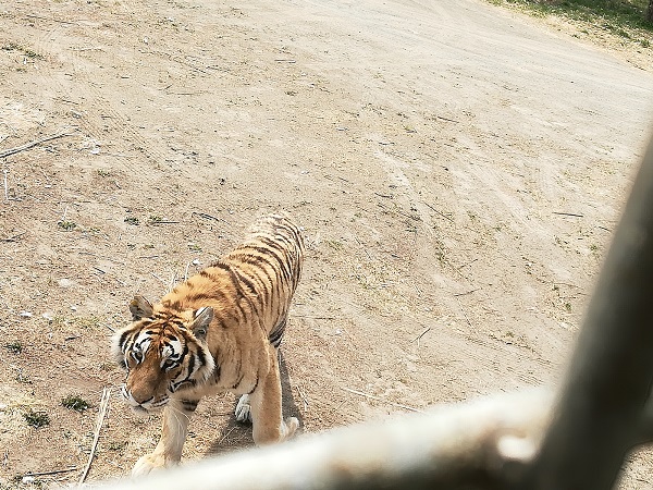 An Amur tiger coming to our safari vehicle when we waved meat. 