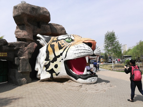Presenting review of China’s Harbin Siberian Cat Amur Tiger Habitat Park & Save Tiger Project.