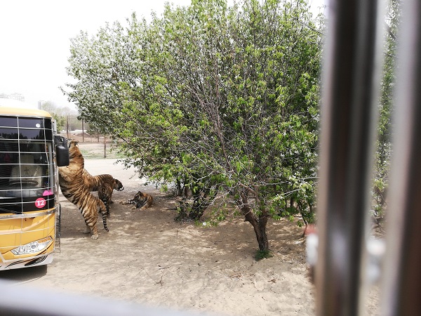 The biggest tiger in the world - Siberian Tiger jumping on a van to grab the meat. 