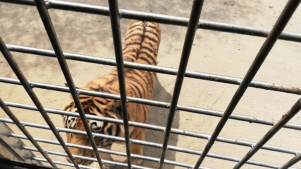 A gigantic Amur tiger near my safari van at Harbin Siberian Cat Amur Tiger Habitat Park.