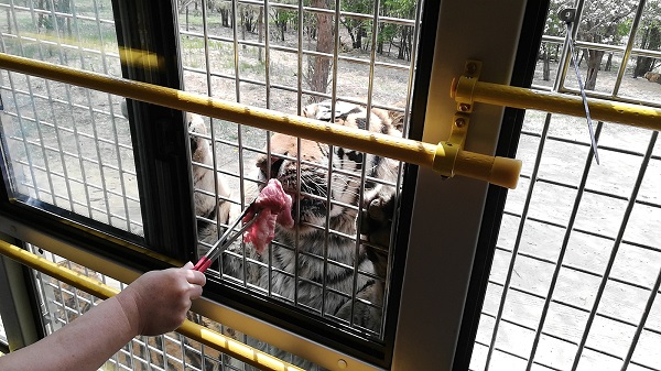 Feeding the Siberian Amur tiger at Harbin Siberian Reserve.