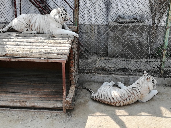White Tiger Species at Harbin Siberian Cat Amur Tiger Habitat Park.