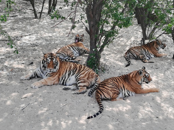 Are Siberian tigers endangered? Yes, the Save Tiger project has enabled conversation of the endangered species. 