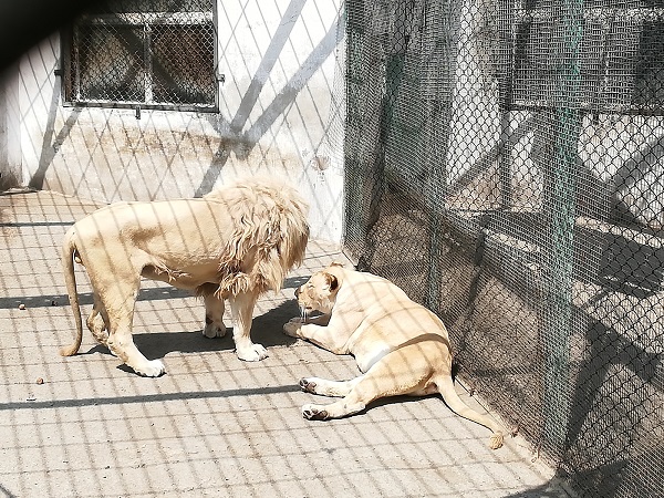 White lion at the Harbin Siberian Cat Amur Tiger Habitat Park.