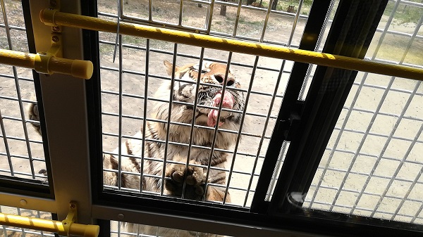 Feeding the endangered Amur Tiger species. 