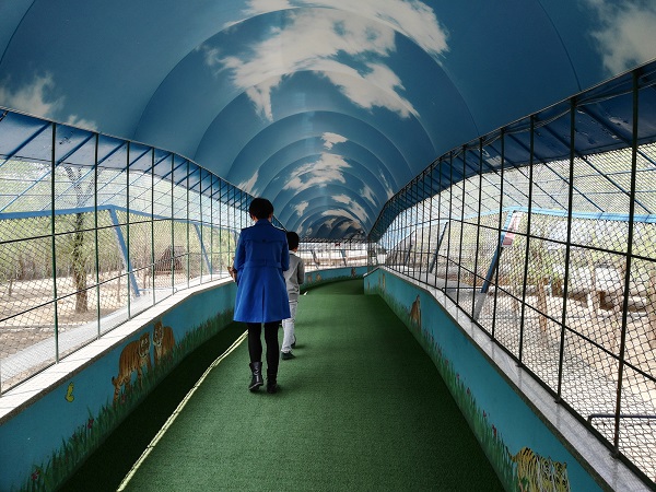 A walkway at the Siberian tiger park. 