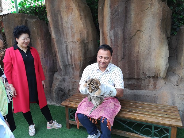 Siberian tiger adaptations -I was playing with a little cub at the Harbin Siberian Cat Amur Tiger Habitat Park. RMB 50.