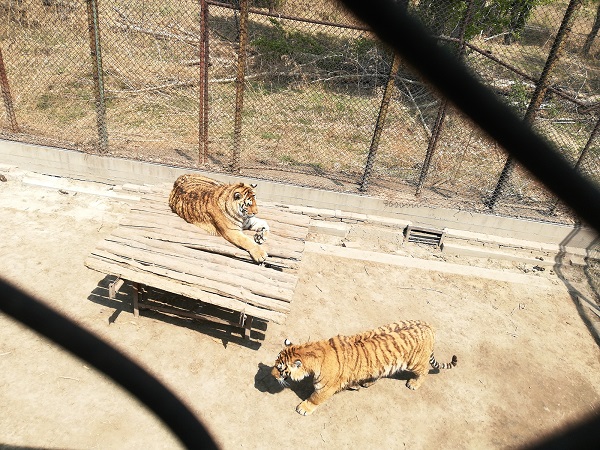 A Siberian Amur tiger couple.