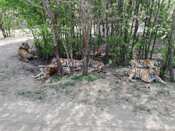 A natural tiger habitat, Harbin China.