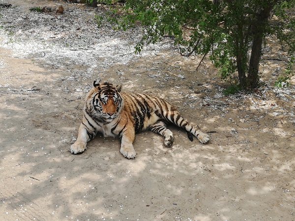 The big Siberian Cat (Amur Tiger) relaxing in the tiger zoo on a sunny day.