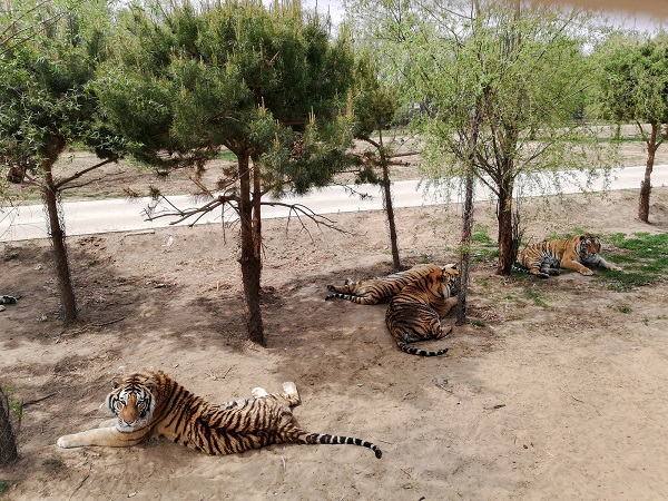 Amur Tiger relaxing in the Harbin Siberian Tiger Reserve open tiger habitat.