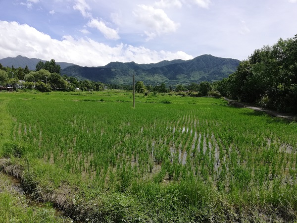 Scenery outside Hongcun village. 