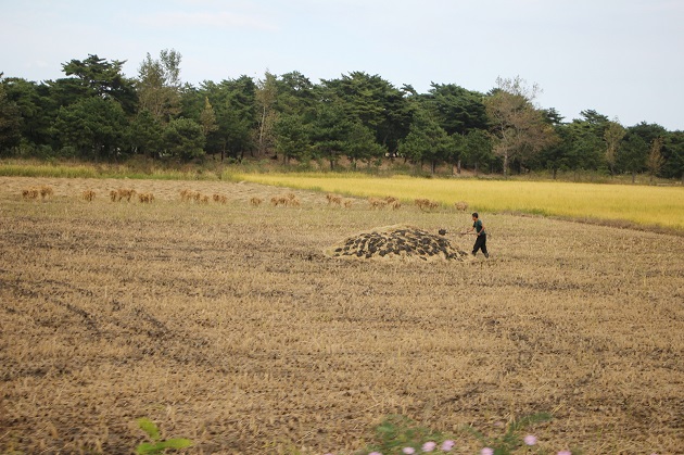 The beautiful North Korean wide-open yellow fields never failed to amaze me!